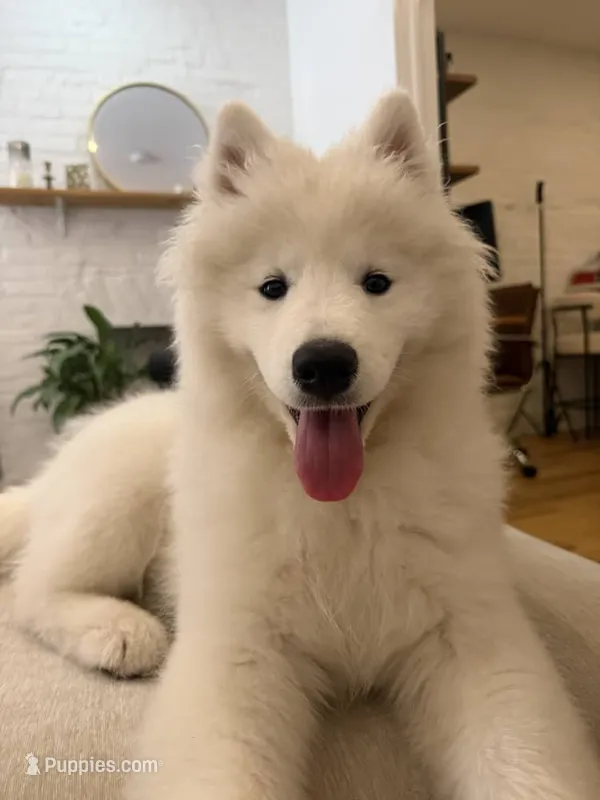 Nala – Samoyed puppy for sale in Brooklyn, NY