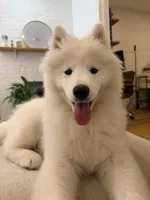 Nala, a female Samoyed for sale in Brooklyn, NY – 1 of 7