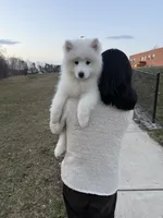 Nala, a female Samoyed for sale in Brooklyn, NY – 3 of 7