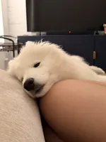 Nala, a female Samoyed for sale in Brooklyn, NY – 2 of 7