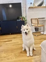 Nala, a female Samoyed for sale in Brooklyn, NY – 5 of 7