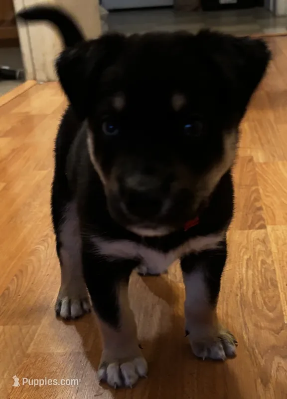 Domino  – American Pit Bull Terrier, Alaskan Husky puppy for sale in Portland, OR