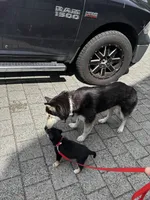 Domino , a male American Pit Bull Terrier and Alaskan Husky for sale in Portland, OR – 4 of 4