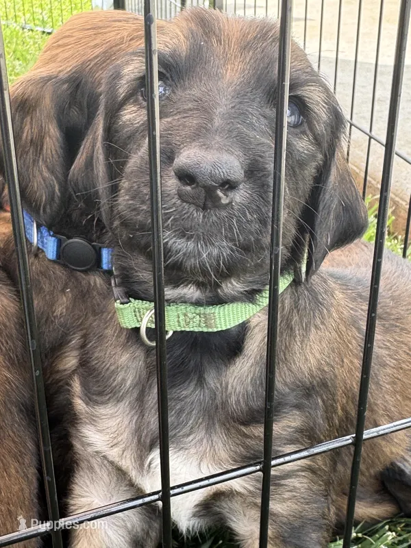Prince Caspian – Afghan Hound puppy for sale in Cottonwood, CA