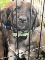 Prince Caspian, a male Afghan Hound for sale in Cottonwood, CA – 1 of 6