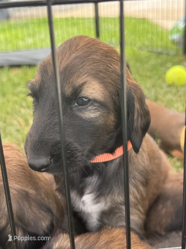 Prince Rudy Jr. – Afghan Hound puppy for sale in Cottonwood, CA