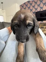 Princess Violet , a female Afghan Hound for sale in Cottonwood, CA – 4 of 6