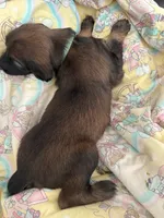 Prince Caspian, a male Afghan Hound for sale in Cottonwood, CA – 4 of 6