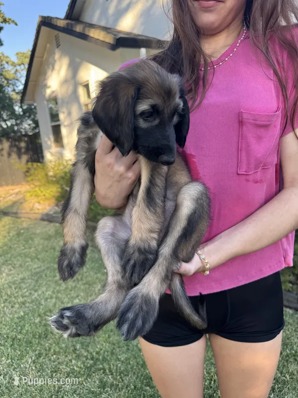 Princess Ebony  – Afghan Hound puppy for sale in Cottonwood, CA