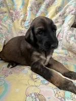 Prince Caspian, a male Afghan Hound for sale in Cottonwood, CA – 2 of 6
