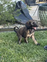 Princess Ebony, a female Afghan Hound for sale in Cottonwood, CA – 2 of 4