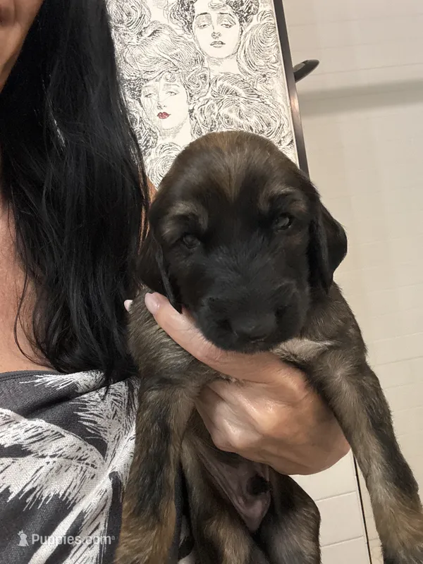 Prince Sunny – Afghan Hound puppy for sale in Cottonwood, CA