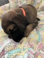 Prince Rudy Jr., a male Afghan Hound for sale in Cottonwood, CA – 5 of 6