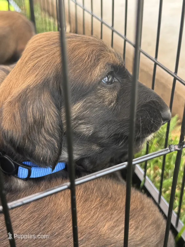 Prince William – Afghan Hound puppy for sale in Cottonwood, CA
