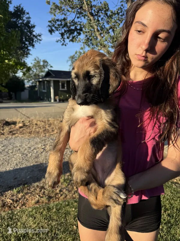 Princess Rose – Afghan Hound puppy for sale in Cottonwood, CA