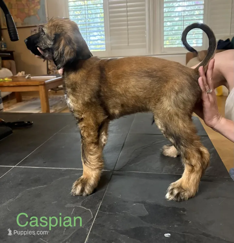 Prince Caspian – Afghan Hound puppy for sale in Cottonwood, CA