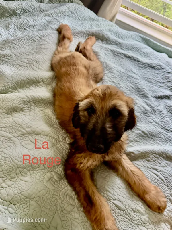 Prince La Rouge  – Afghan Hound puppy for sale in Cottonwood, CA