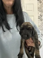 Prince La Rouge , a male Afghan Hound for sale in Cottonwood, CA – 3 of 5