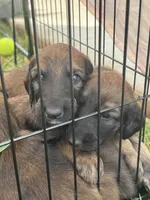 Prince Sunny, a male Afghan Hound for sale in Cottonwood, CA – 5 of 7
