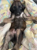 Prince Caspian, a male Afghan Hound for sale in Cottonwood, CA – 6 of 6
