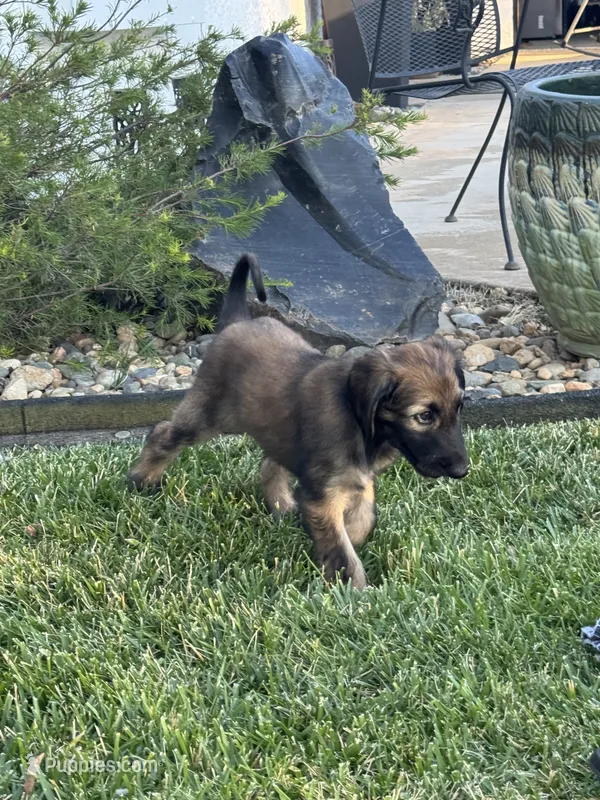 Princess Ebony – Afghan Hound puppy on hold in Cottonwood, CA