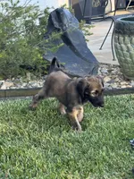 Princess Ebony, a female Afghan Hound for sale in Cottonwood, CA – 1 of 4