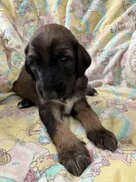 Prince Caspian, a male Afghan Hound for sale in Cottonwood, CA – 3 of 6