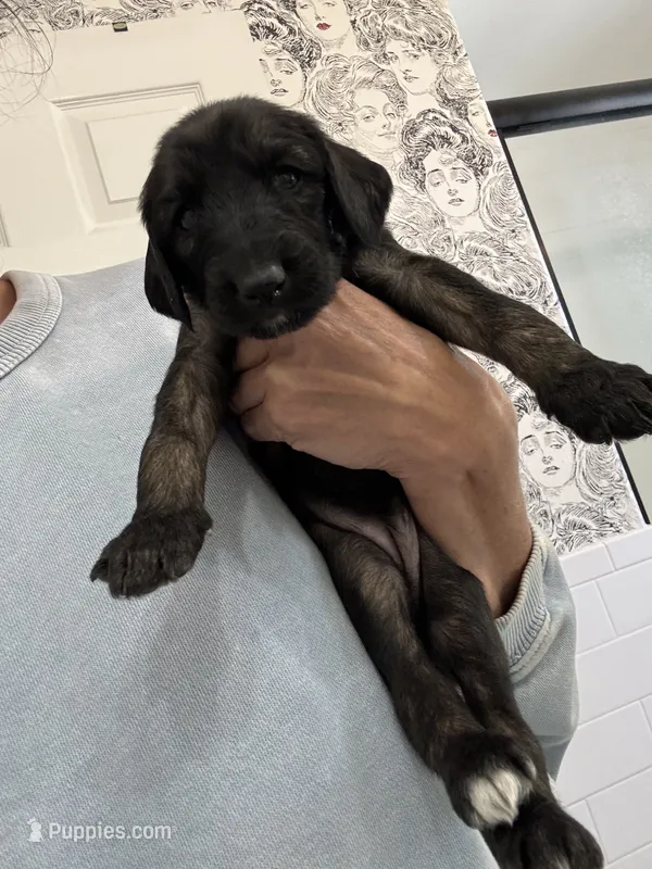 Princess Ebony  – Afghan Hound puppy for sale in Cottonwood, CA