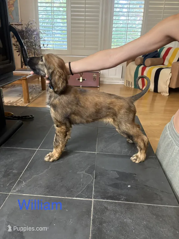 Prince William – Afghan Hound puppy for sale in Cottonwood, CA