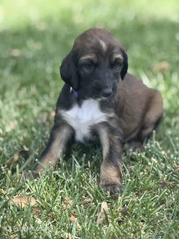 Princess Violet , a female Afghan Hound for sale in Cottonwood, CA – 1 of 6