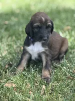 Princess Violet , a female Afghan Hound for sale in Cottonwood, CA – 1 of 6