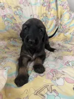 Princess Rose, a female Afghan Hound for sale in Cottonwood, CA – 5 of 5