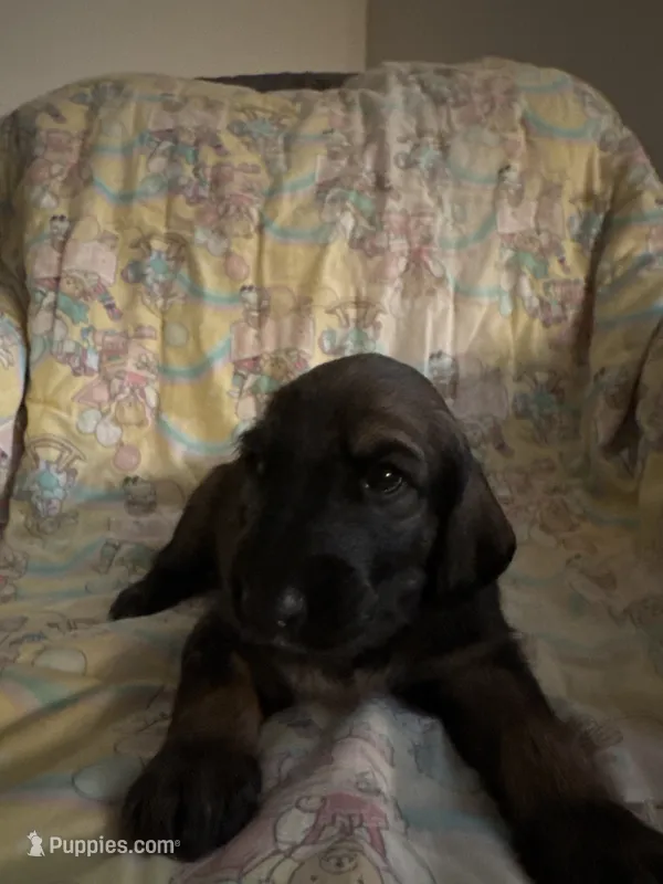 Prince William – Afghan Hound puppy for sale in Cottonwood, CA