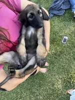 Princess Ebony, a female Afghan Hound for sale in Cottonwood, CA – 4 of 4