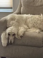 Princess Violet , a female Afghan Hound for sale in Cottonwood, CA – 6 of 7