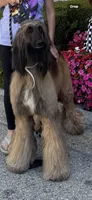 Princess Violet , a female Afghan Hound for sale in Cottonwood, CA – 7 of 7