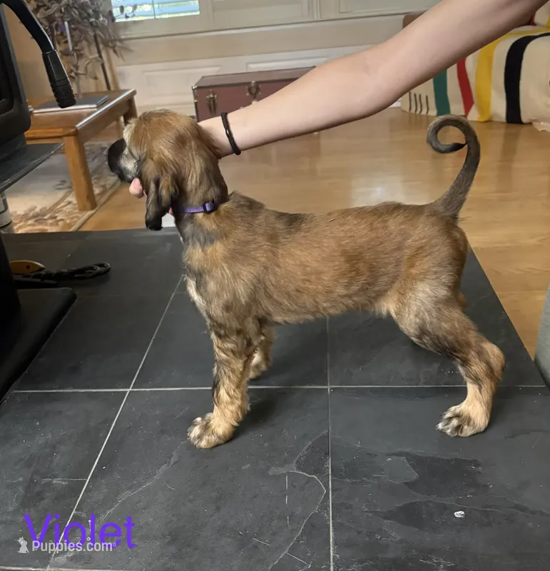 Princess Violet  – Afghan Hound puppy for sale in Cottonwood, CA