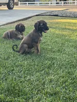 Princess Ebony , a female Afghan Hound for sale in Cottonwood, CA – 3 of 7