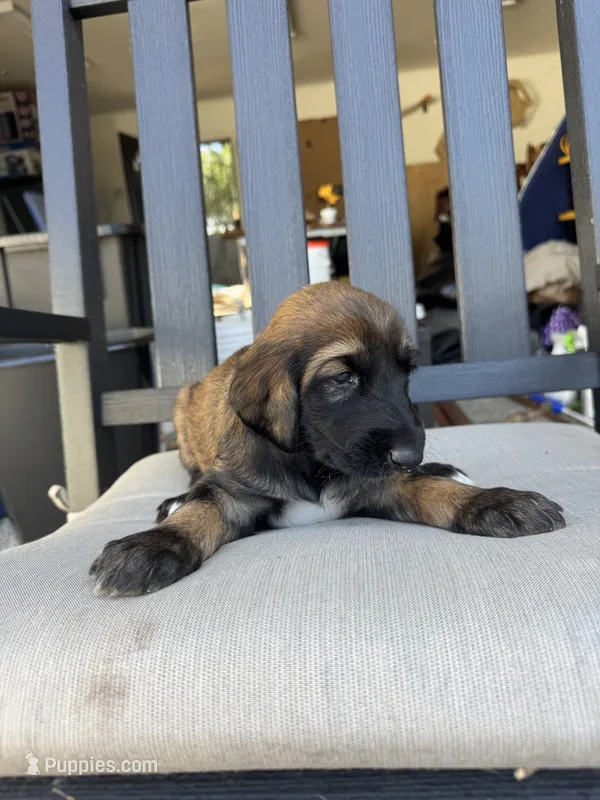 Girl 1 – Afghan Hound puppy for sale in Cottonwood, CA