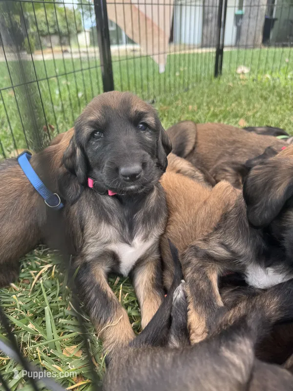 Princess Rose – Afghan Hound puppy for sale in Cottonwood, CA