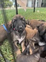 Princess Rose, a female Afghan Hound for sale in Cottonwood, CA – 1 of 5