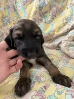 Prince Rudy Jr., a male Afghan Hound for sale in Cottonwood, CA – 2 of 6