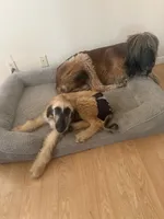 Princess Ebony, a female Afghan Hound for sale in Cottonwood, CA – 3 of 4