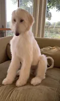Princess Violet , a female Afghan Hound for sale in Cottonwood, CA – 5 of 7