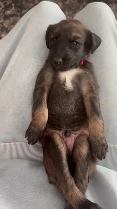 Prince La Rouge , a male Afghan Hound for sale in Cottonwood, CA – 5 of 5