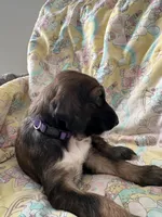 Princess Violet , a female Afghan Hound for sale in Cottonwood, CA – 5 of 6