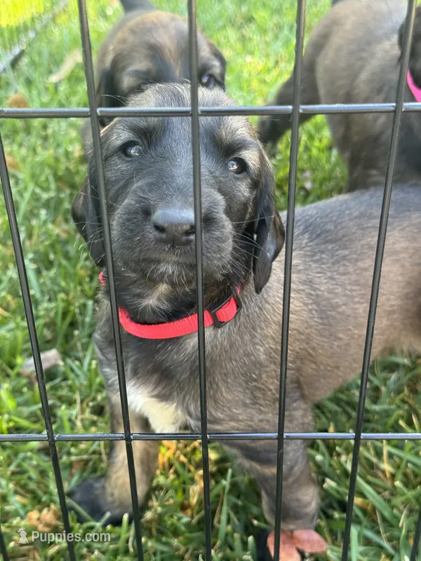 Prince La Rouge  – Afghan Hound puppy for sale in Cottonwood, CA