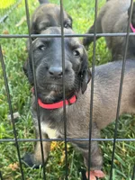 Prince La Rouge , a male Afghan Hound for sale in Cottonwood, CA – 1 of 5
