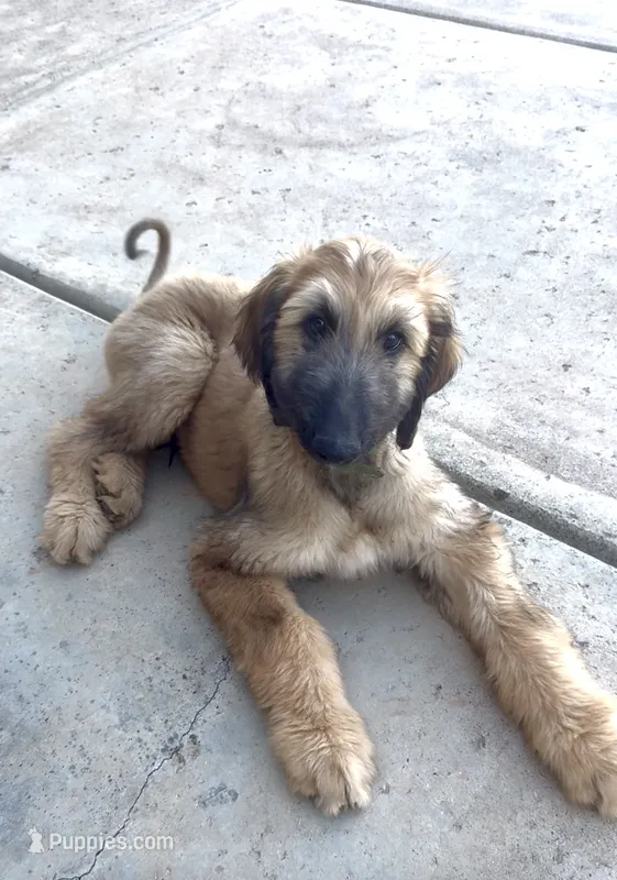 Prince Caspian – Afghan Hound puppy on hold in Cottonwood, CA