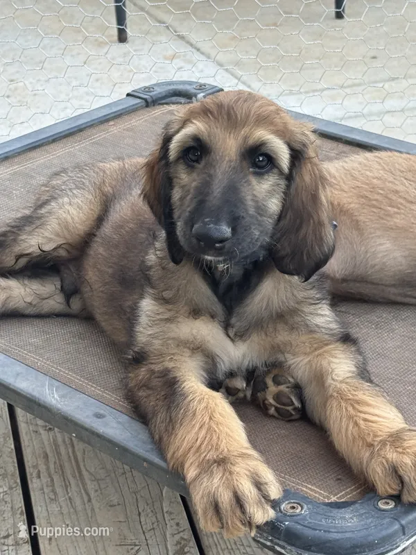 Prince William – Afghan Hound puppy for sale in Cottonwood, CA